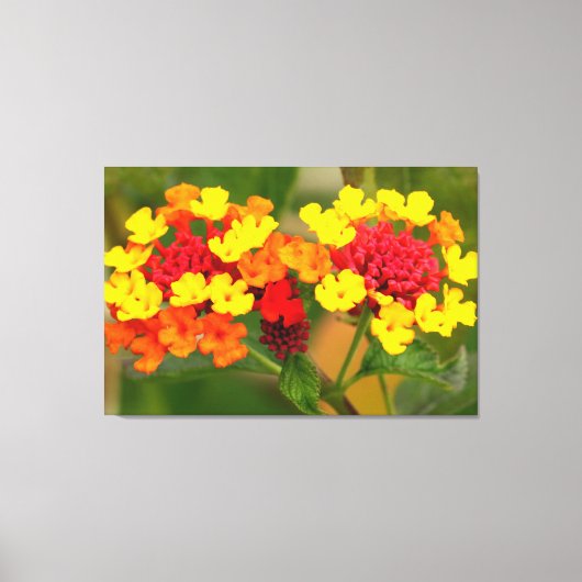 WILD LANTANA 32 x 48 Leinwanddruck (Vorderseite)
