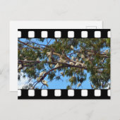 wild lebende australische Kakados in Gum Trees, Postkarte (Vorne/Hinten)