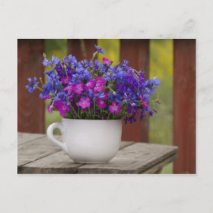 wild lebende Blume, Nelken und Maisblumen Postkarte