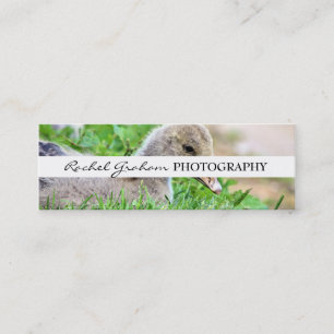 Wild lebende Tiere - Fotografie Mini Visitenkarte