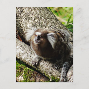 Wild lebende Tiere in Rio Postkarte