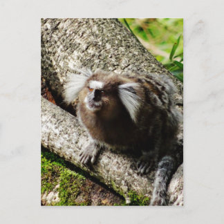 Wild lebende Tiere in Rio Postkarte