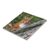 wild lebende Tiere rotes Eichhörnchen Fliese (Seite)