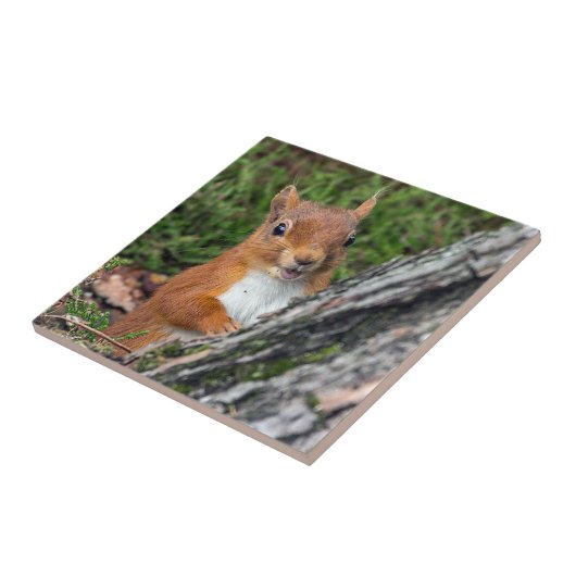wild lebende Tiere rotes Eichhörnchen Fliese (Seite)
