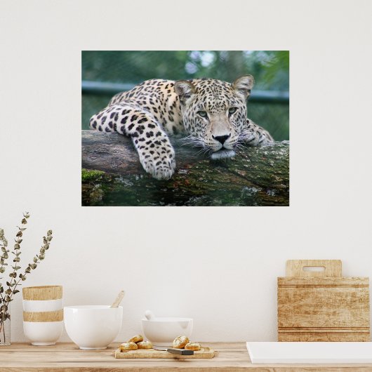 Wild lebender Leopard, der auf dem Baumlog liegt Poster (Küche)
