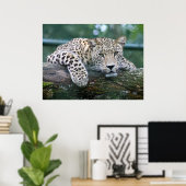 Wild lebender Leopard, der auf dem Baumlog liegt Poster (Heimbüro)