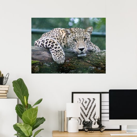 Wild lebender Leopard, der auf dem Baumlog liegt Poster (Heimbüro)