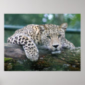 Wild lebender Leopard, der auf dem Baumlog liegt Poster (Vorne)