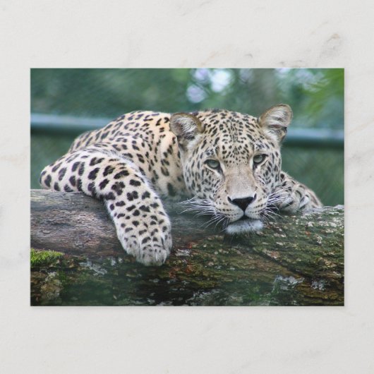 Wild lebender Leopard, der auf dem Baumlog liegt Postkarte (Vorderseite)