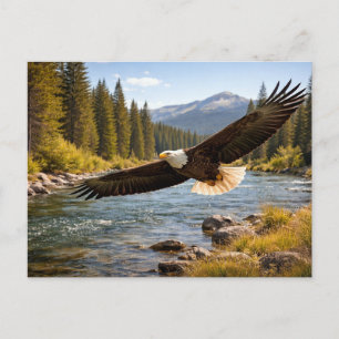 Wild lebender Weißkopfseeadler im Flug Postkarte
