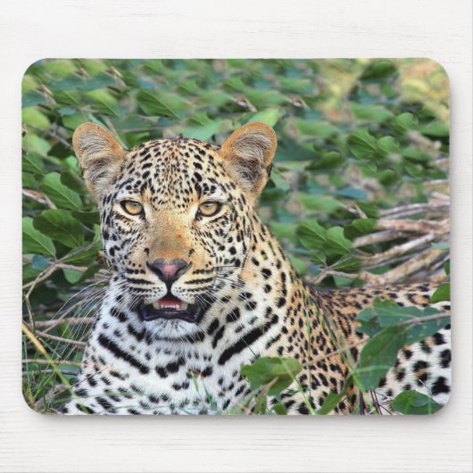 Wild Leopard in Afrika Mousepad (Vorne)