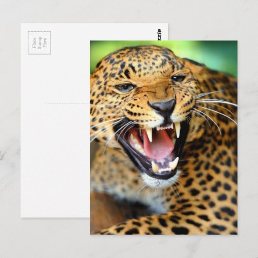 Wild Leopard Postkarte (Vorne/Hinten)