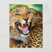 Wild Leopard Postkarte (Vorderseite)