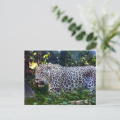Wild Leopards Postkarte (Stehend Vorderseite)