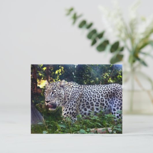 Wild Leopards Postkarte (Stehend Vorderseite)
