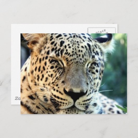 Wild Leopards Postkarte (Vorne/Hinten)