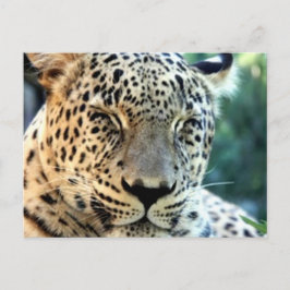 Wild Leopards Postkarte