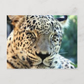 Wild Leopards Postkarte (Vorderseite)
