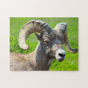 Wild Life Canada. Big Horn Sheep. Puzzle
