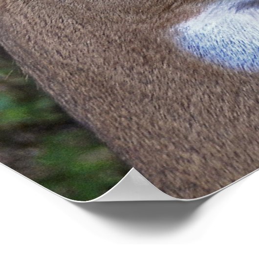 Wild-Life-Liebe Poster (Ecke)