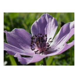 Wild lila anemone Blume in Paphos, Zypern Poster