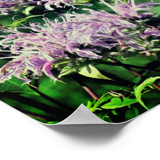 Wild Lila Bee Balm Poster (Ecke)