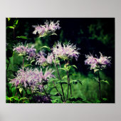 Wild Lila Bee Balm Poster (Vorne)