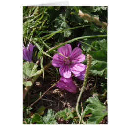 Wild Lila Cranesbill