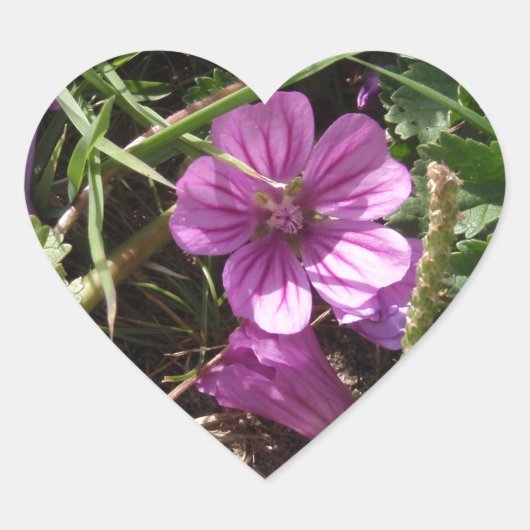 Wild Lila Cranesbill Herz-Aufkleber (Vorderseite)