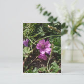 Wild Lila Cranesbill Postkarte (Stehend Vorderseite)