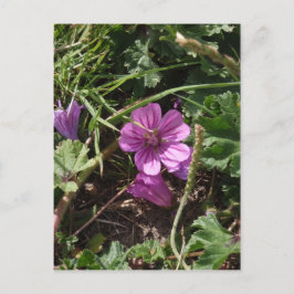 Wild Lila Cranesbill Postkarte