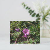 Wild Lila Cranesbill Postkarte (Stehend Vorderseite)