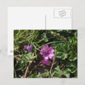 Wild Lila Cranesbill Postkarte (Vorne/Hinten)