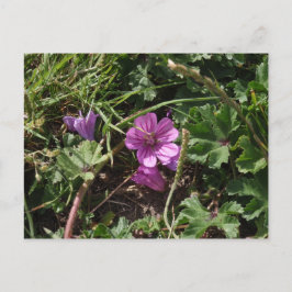 Wild Lila Cranesbill Postkarte