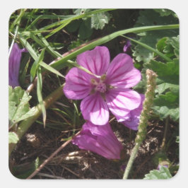 Wild Lila Cranesbill Quadratischer Aufkleber