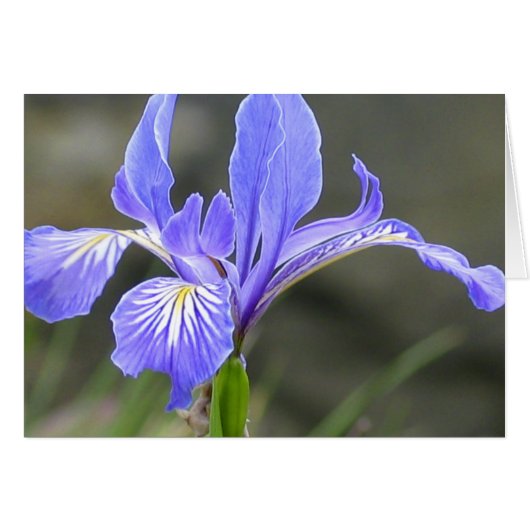 Wild Lila Iris (Vorderseite (Horizontal))