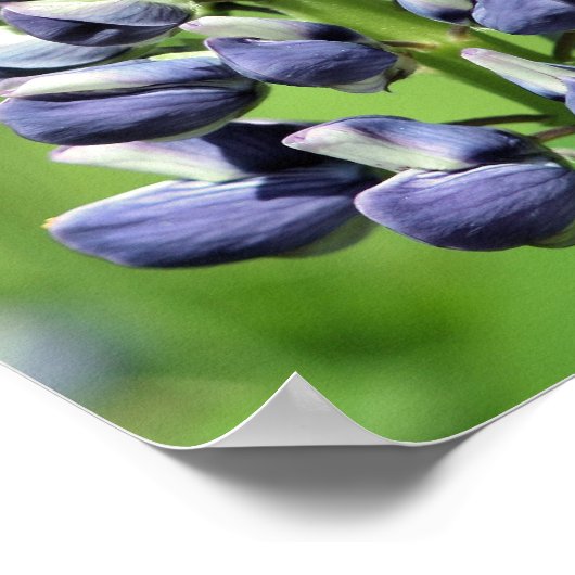 Wild Lila Lupine Blume Mirror Abstrakt Poster (Ecke)