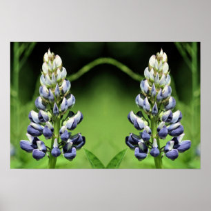 Wild Lila Lupine Blume Mirror Abstrakt Poster