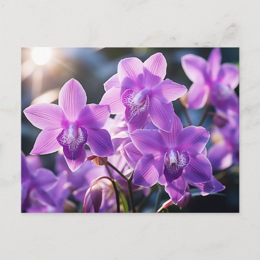 WILD LILA ORCHID AUS DOMINIKA POSTKARTE (Vorderseite)