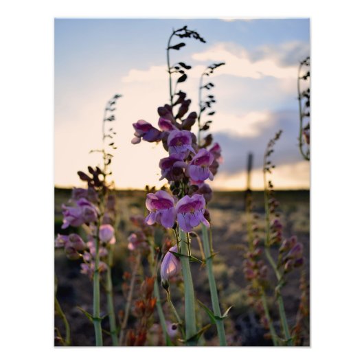 Wild Lila Snapdragons Foto drucken (Vorne)