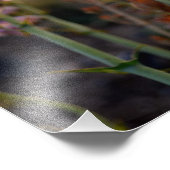 Wild Lila Snapdragons Foto drucken (Ecke)