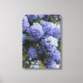 Wild Lilacs Leinwanddruck (Vorderseite)