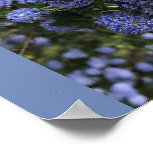 Wild Lilacs Poster (Ecke)