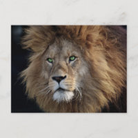 Wild Lion Foto Green eyes