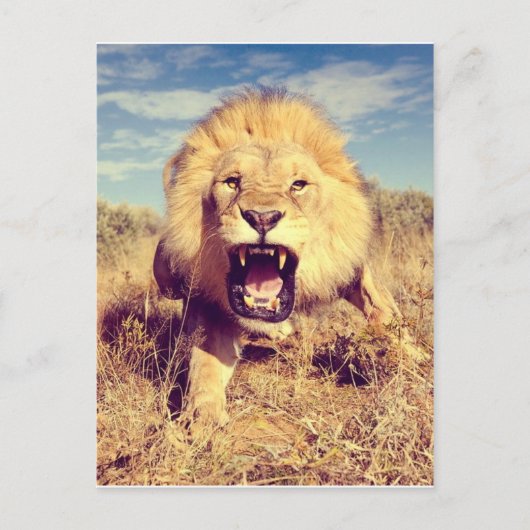 Wild Lion Postkarte (Vorderseite)