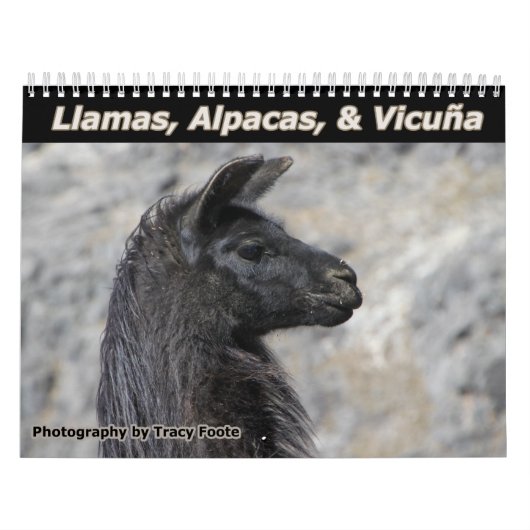 Wild Llamas und Alpacas Kalender (Titelbild)