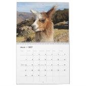 Wild Llamas und Alpacas Kalender (Mär 2027)