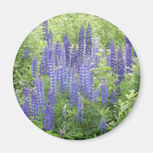 Wild Lupine Magnet (Vorne)