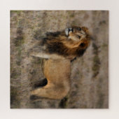 Wild Male African Lion Puzzle (Horizontal)