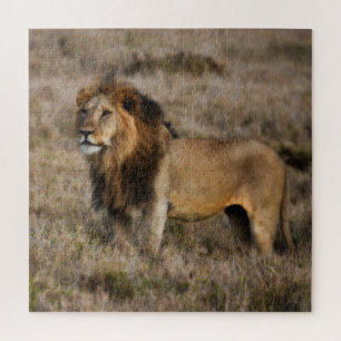 Wild Male African Lion Puzzle
